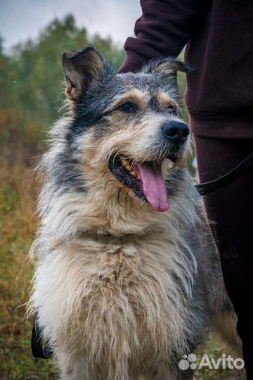 Бородатик Батон в дар