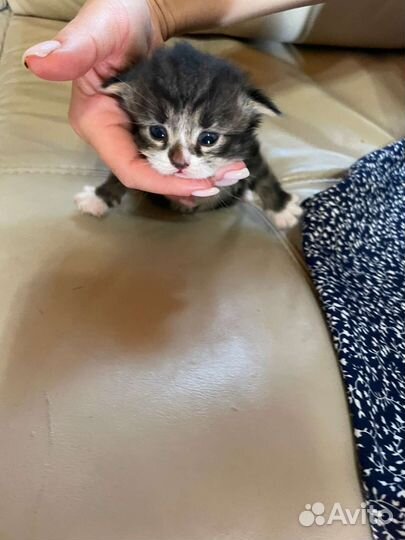 Кошки в добрые руки бесплатно