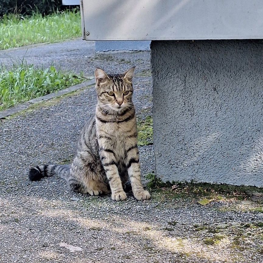 Кошка которую бросили