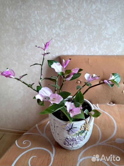 Сортовые традесканции,рэо,циссус