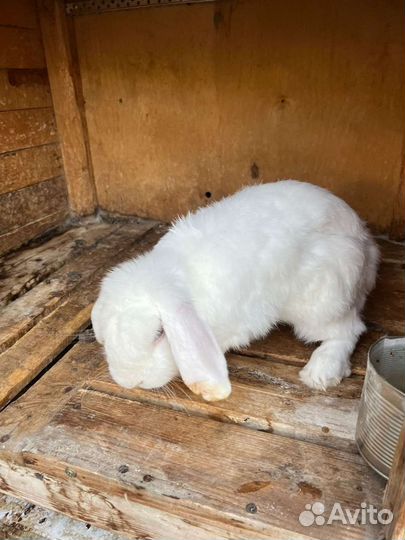 Кролики