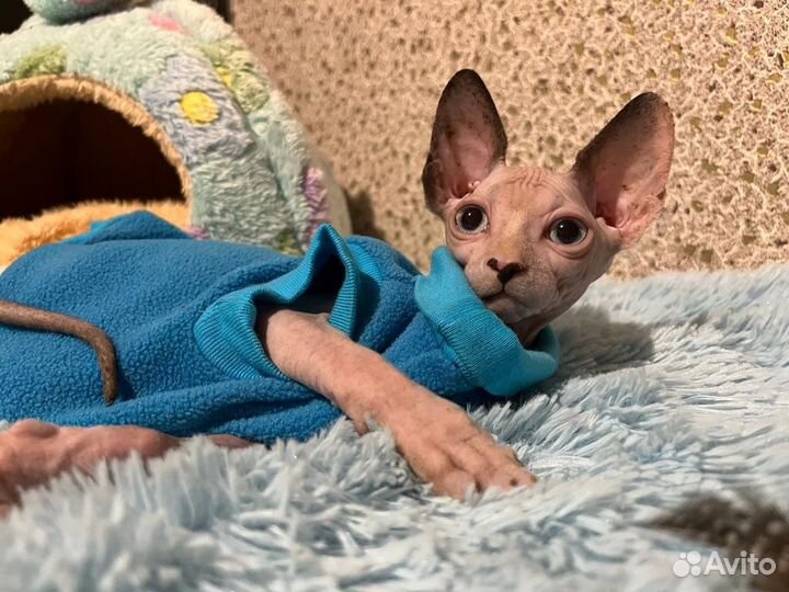 Канадский сфинкс кастрирован