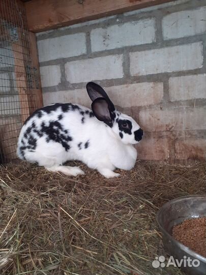 Кролики.бабочка. шиншилла