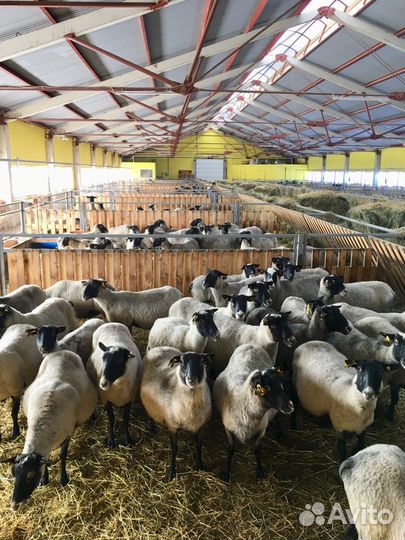 Ягнята, ярки, овцы и бараны романовской породы