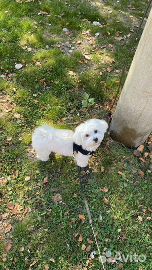 Случка, мальтезе