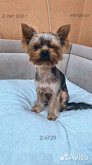 Мини йорк вязка