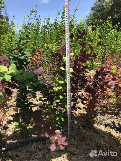 Саженцы барбариса краснолистного