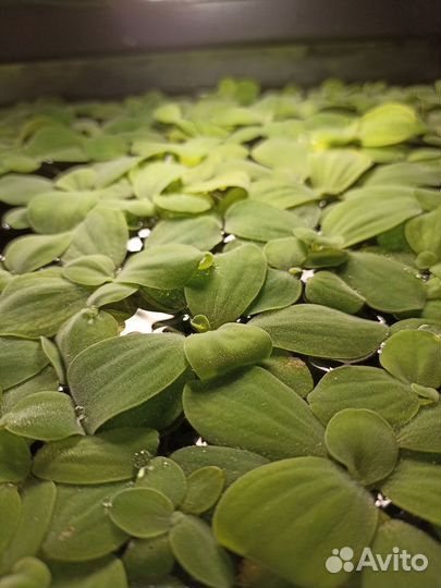 Аквариумное растение, пистия