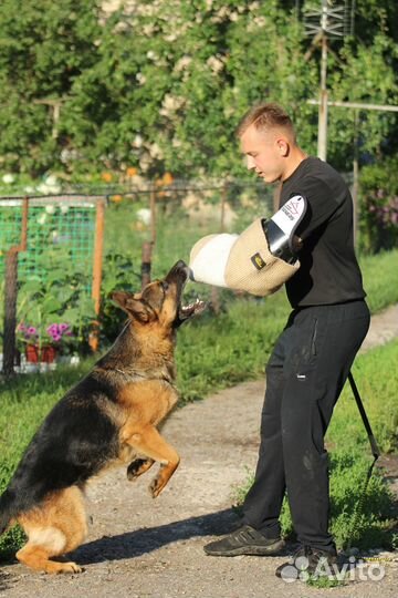 Дрессировка собак на охрану
