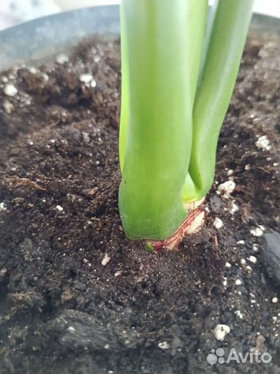 Филодендрон Гоелди или Фан Бан