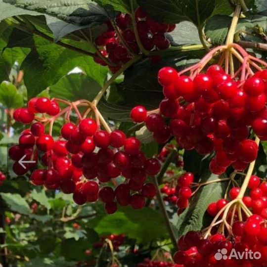 Калина саженцы