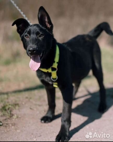 Щенок в добрые руки