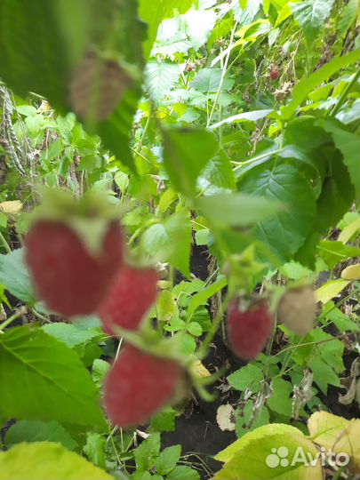 Продам саженцы малины