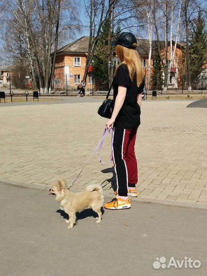Вязка кобель чихуахуа