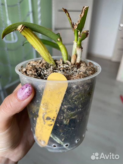 Орхидея каттлея (Cattleya) - tzeng WEN beauty