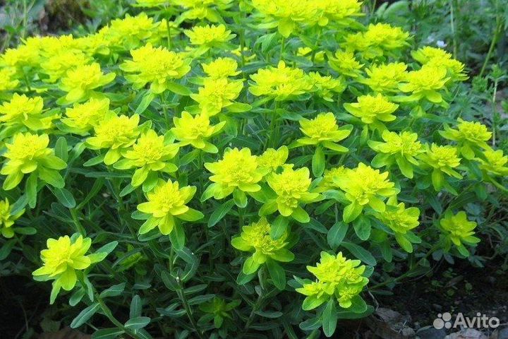 Молочай многоцветковый