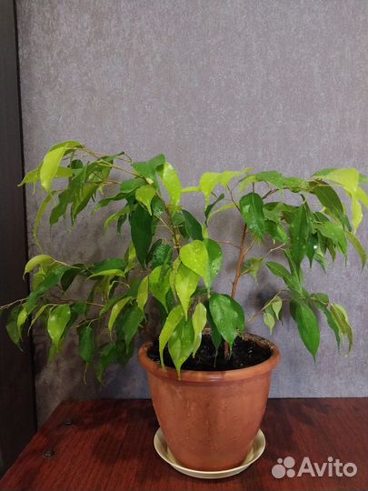 Фикус бенджамина