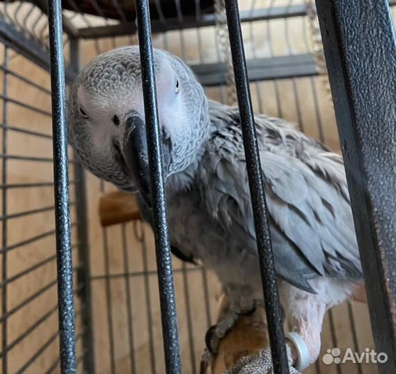 Попугай говорящий