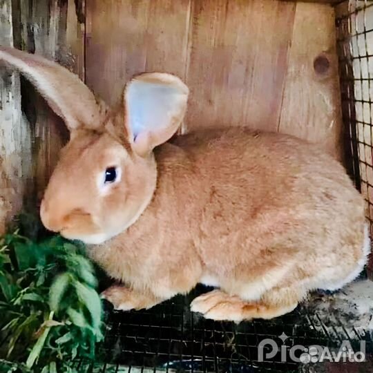 Кролики мясных пород в г.Буйнакск