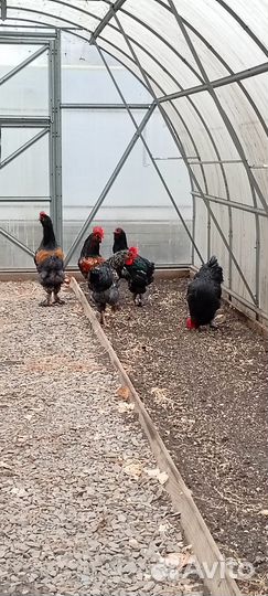 Петухи брама