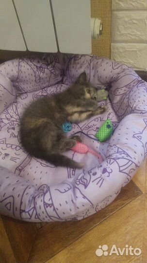 Отдам котенка в добрые руки