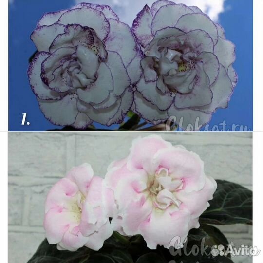 Глоксиния махровая семена