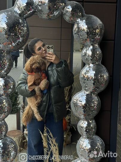 Вязка пудель