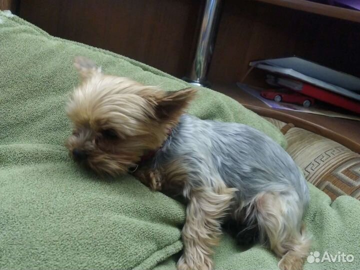 Йоркширский терьер мини вязка