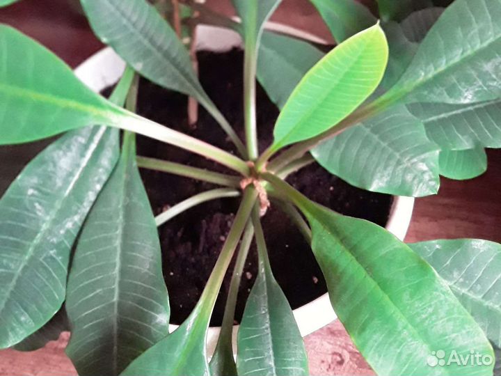 Рео,антуриум,спатифилиум,гибискус,цинерария