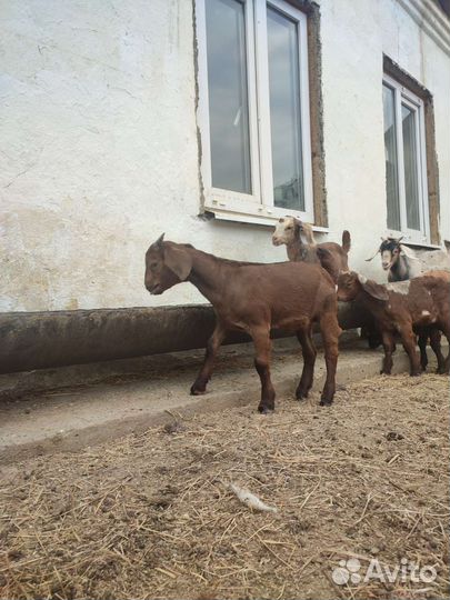 Калахар-ред козы