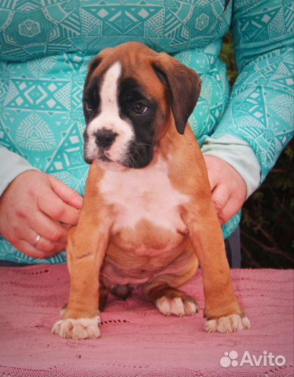 Щенки боксера с родословной