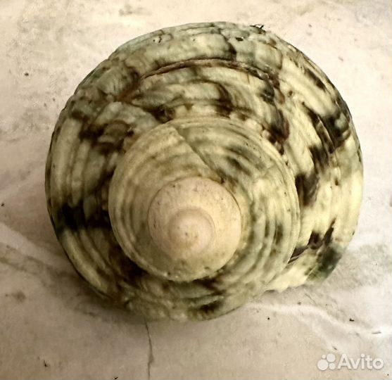 Ракушки экзотические