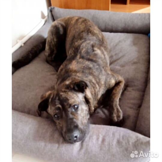 Собака метис Кане корсо