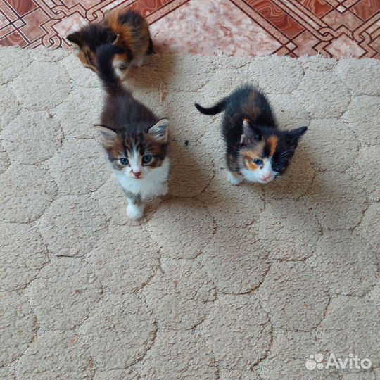 Кошки в добрые руки бесплатно