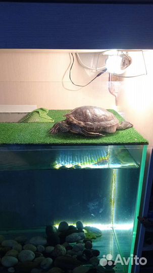 Аквариум акватеррариум для черепахи