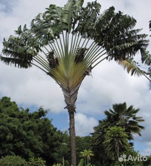 Равеналла мадагаскарская- дерево путешественников