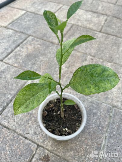 Цитрусы привитые