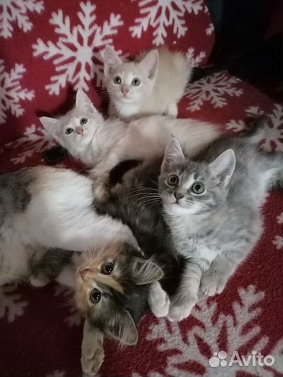 Котята в добрые руки