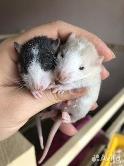 Крысята Дамбо