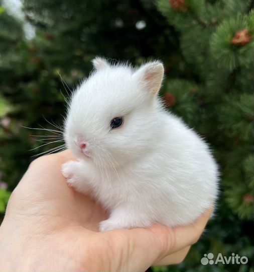 Карликовые крольчата, нидерландский карлик