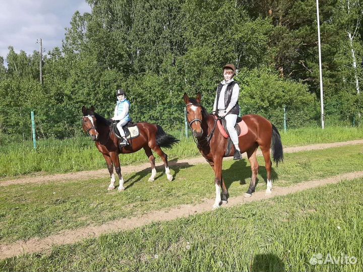 Конные прогулки, обучение