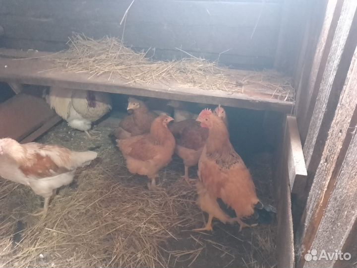 Гусь и Гусыня