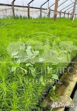 Горная сосна Мугус с зкс сеянцы