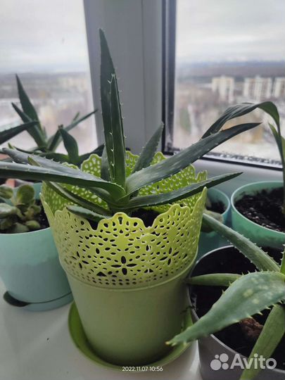 Алоэ лечебный в горшочках