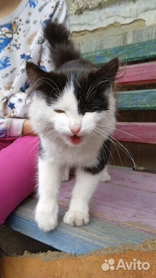 Котëнок девочка