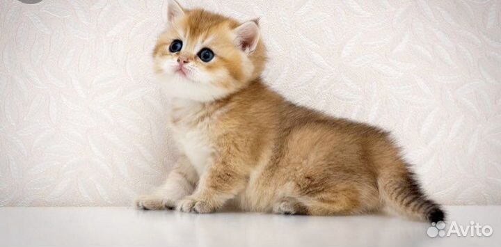 Шотландские пончики