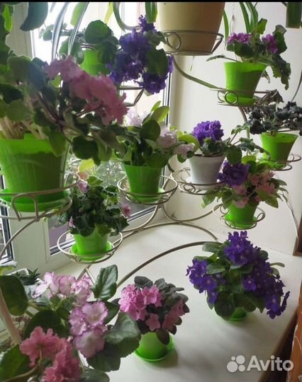 Сортовые фиалки 2 года