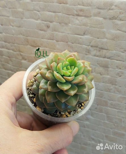 Суккуленты