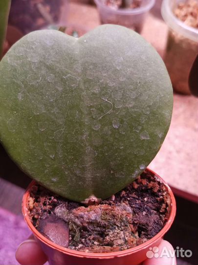 Орхидея Хойя Керри