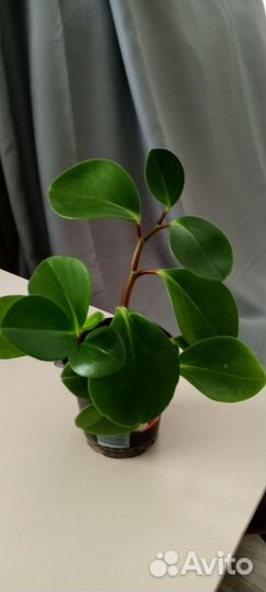 Комнатные растения цветы